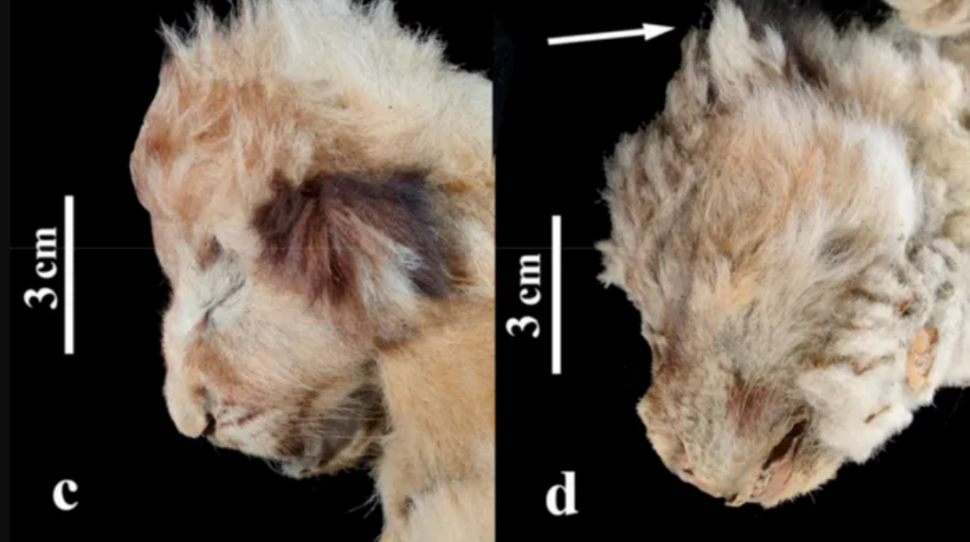 Permafrost da Sibéria tem de "vírus zumbi" a bigode de leoa de 28 mil anos