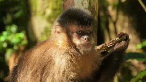 Ferramentas de 50 mil anos encontradas no Brasil foram na verdade feitas por macacos
