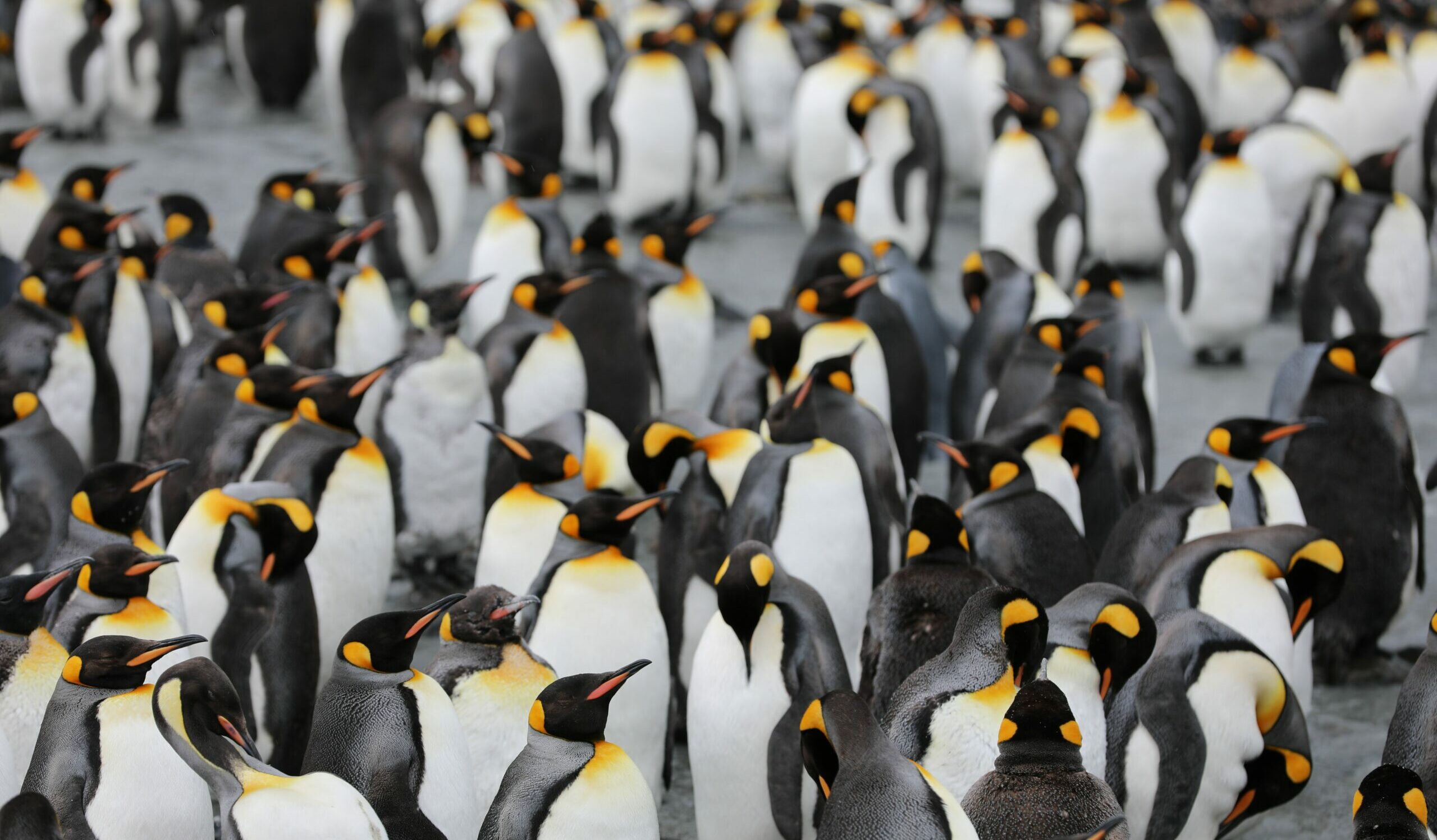 Foto de satélite encontra colônia desconhecida de pinguins na Antártica