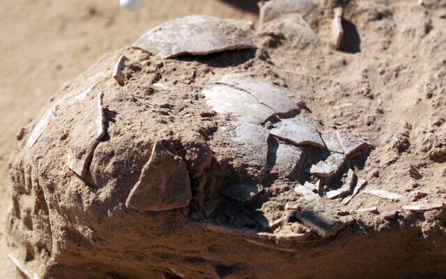 Escavações em Israel encontram ovos mexidos de avestruz de até 4 mil anos