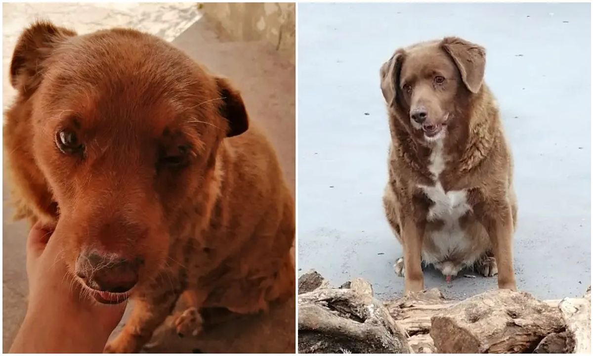 Descoberto em Portugal o cachorro vivo mais velho da história: Bobi, 30 anos