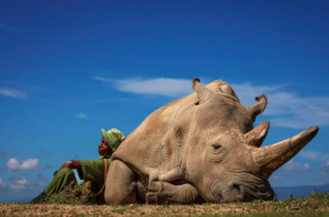 rinoceronte branco concurso fotografia viagem