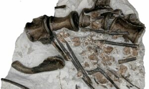 Paleontólogo da USP participa da descoberta de fóssil do crocodilo do mar no Reino Unido
