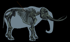 Humanos antigos usavam ossos de mastodontes para caçar