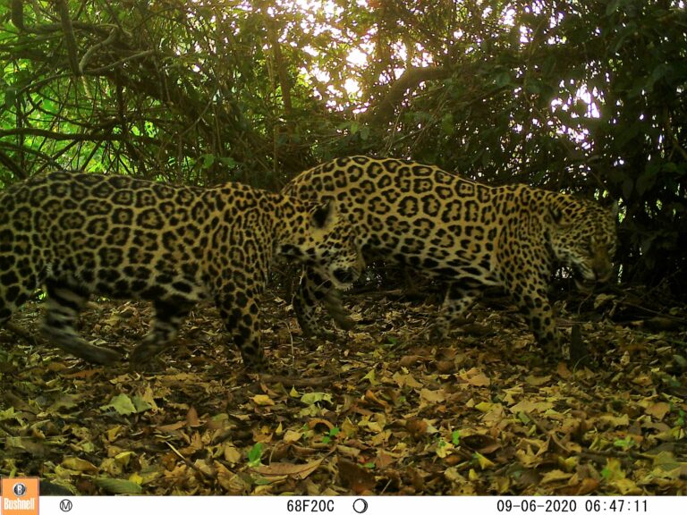 Estudo revela impactos da savanização sobre animais na Amazônia