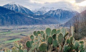 Cactos nascendo nos Alpes sem neve dizem muito sobre mudanças climáticas