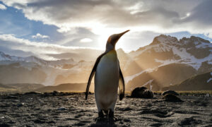 Cientistas acham fóssil de pinguim gigante com quase 2 metros de altura