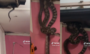 Cobra que caiu do telhado na Malásia é uma píton-reticulada; veja como é a espécie