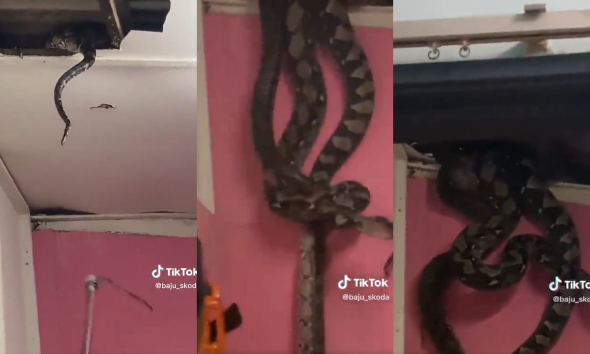 The snake that fell off the roof in Malaysia is a reticulated python.  see how the species