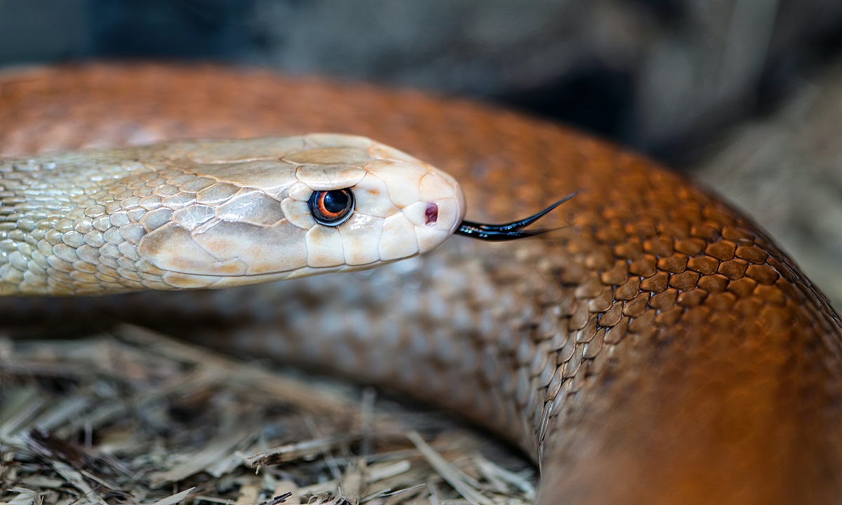 Cobras escutam sons e reagem a eles, sugere estudo da Austrália