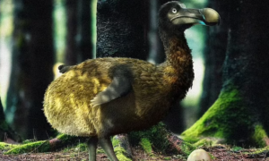 Startup bilionária quer ressuscitar o pássaro Dodô, extinto no século 17