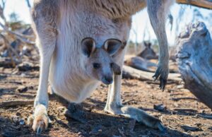 Como o cocô de canguru pode ajudar nas mudanças climáticas