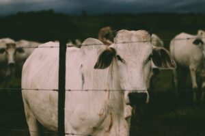 Vaca louca: entenda a doença diagnosticada no Pará