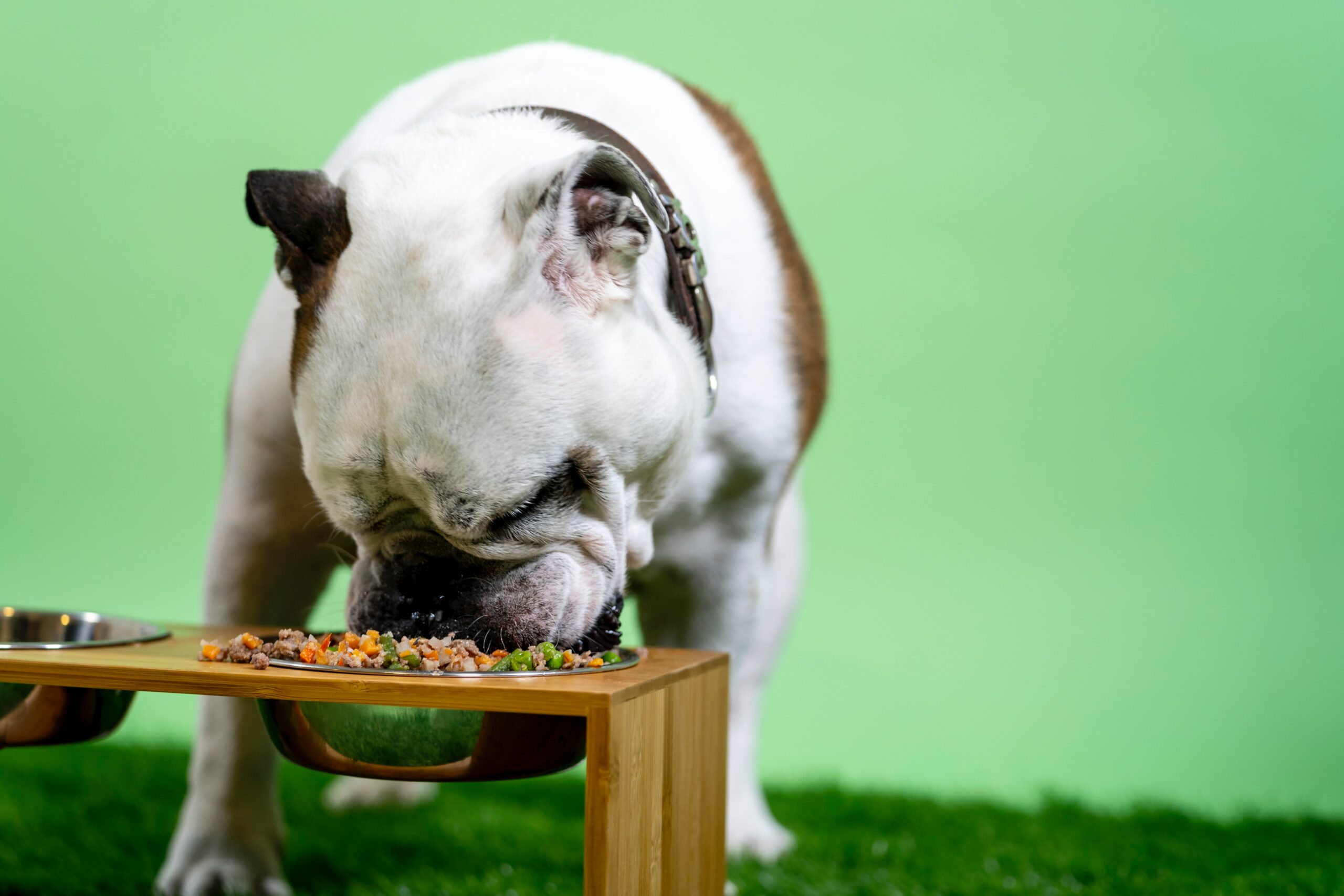 Restos de comida e alimentos crus podem beneficiar o estômago dos cães