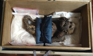 Cientistas revelam o que é o macaco-marinho mumificado do Japão