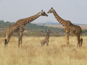 Vida sexual das girafas: machos bebem xixi das fêmeas para descobrir se é um bom par