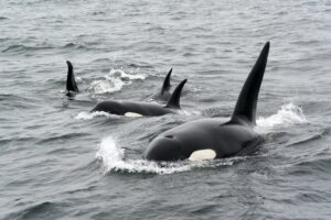 Mães orcas continuam sustentando seus filhos adultos