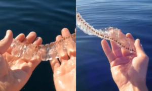 Atleta encontra criatura rara e transparente no mar da Califórnia; veja