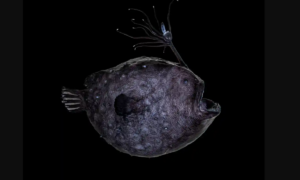 Descoberto a 4 km de profundidade, este peixe tem vida sexual de vampiro