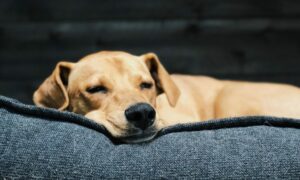 Descarte inadequado de maconha está adoecendo cães nos EUA