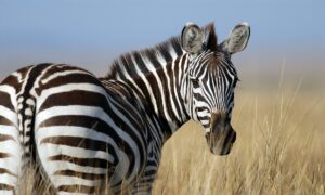 Estudo descobre: listras da zebra servem para enganar as moscas