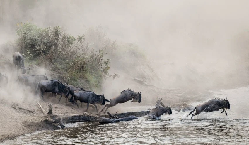 Confira as melhores fotos de vida selvagem do Sony World Photography Awards
