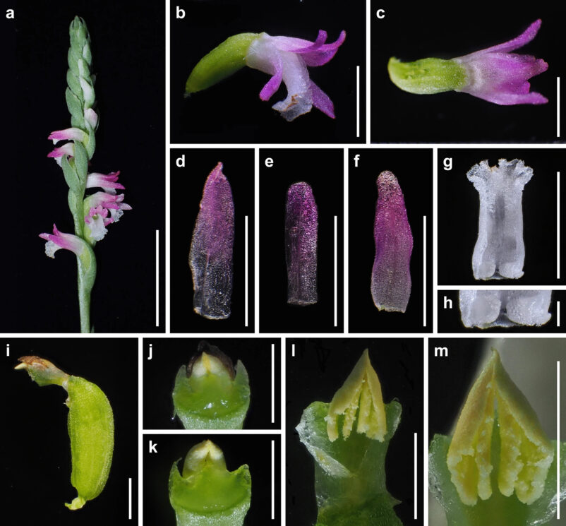 Nova orquídea descoberta no Japão tem "pétalas de vidro"; veja fotos