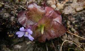 Duas novas plantas carnívoras são descobertas na Cordilheira dos Andes
