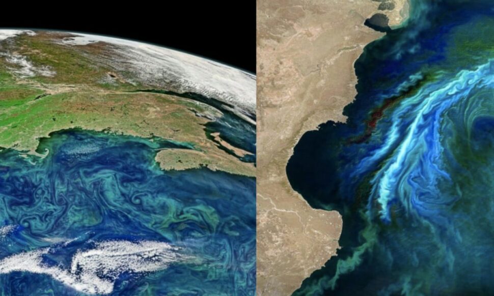 Segundo estudos, o aumento de algas na Terra é preocupante
