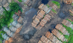 Ação humana pode afetar Amazônia mais rápido que processos naturais