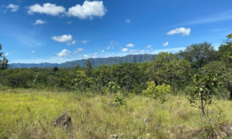 Árvores de savana do Cerrado produzem mais casca do que espécies de floresta