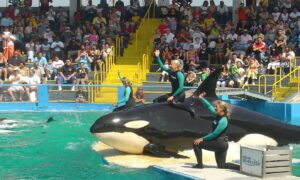 Após 52 anos em cativeiro, Seaquarium de Miami vai devolver orca Lolita ao mar