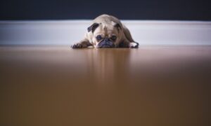 Crise de ansiedade atinge cachorros e humanos da mesma maneira, diz estudo