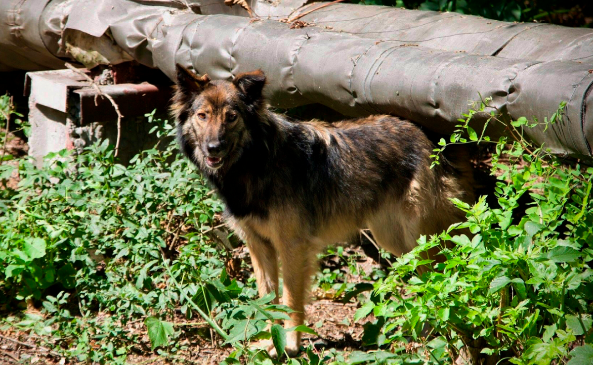 Cachorros de Chernobyl são alvo de pesquisa de sobrevivência em ambiente hostil
