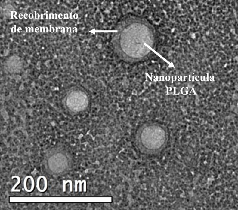Nanopartículas poliméricas contendo o quimioterápico temozolomida e revestidas com membrana plasmática isolada de células de glioblastoma 