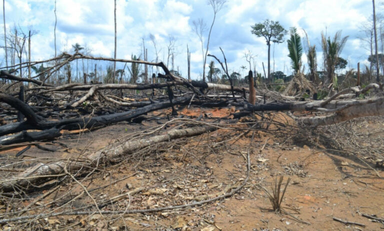 Desmatamento: sudoeste do Amazonas registra aumento de incêndios