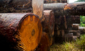 Empresas aproveitam somente 1/3 da madeira explorada na Amazônia