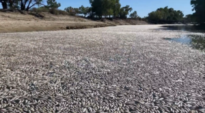 Milhões de peixes morrem sufocados em rio na Austrália