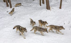 “Lobo alfa” não existe na vida real dos animais, mostram estudos