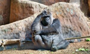 Macacos usam rodopios para ficar "bêbados" e fugir da realidade, diz estudo