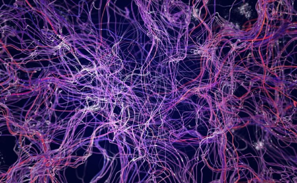 Como o mapa do cérebro deste inseto pode inspirar futuras redes de IA