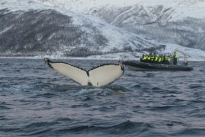 Orcas da Noruega: porque este é o melhor lugar do planeta para vê-las