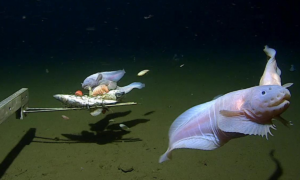 Cientistas encontram peixe a 8,3 km de profundidade perto do Japão, o mais profundo já registrado