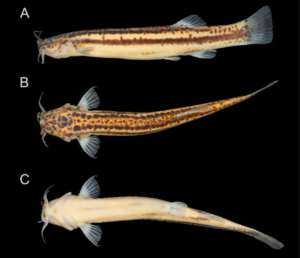 Espécies bravas de mini-peixes bagres são descobertas em riacho de MG
