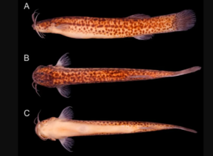 Espécies bravas de mini-peixes bagres são descobertas em riacho de MG