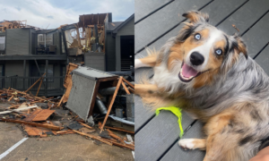 Veja o cachorro que escapou sozinho de tornado em Arkansas, nos EUA