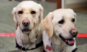 Cães farejadores de Covid ajudam a prevenir doença em escolas