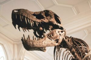Esqueleto de T. rex é leiloado por U$ 6 milhões na Suíça