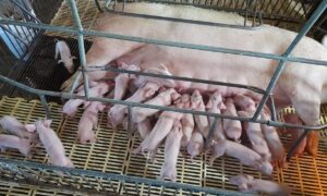 Porca tem superovulação e dá à luz a 41 leitões em Santa Catarina