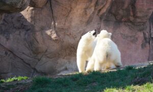Ursa polar rejeitada pela mãe reencontra irmã gêmea após dois anos